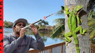 BLOW DARTS for IGUANA CATCHING! **Iguanas Falling from Trees in Cold Weather**
