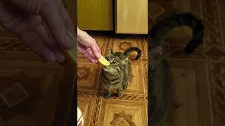 The cat sniffs a lemon