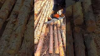 The process of cutting a log into firewood with a chainsaw