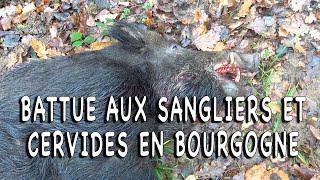 Wild boar and deer beat in Burgundy