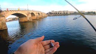 Pêche du SANDRE au DROP SHOT en Saône // ZANDER Drop Shot Fishing