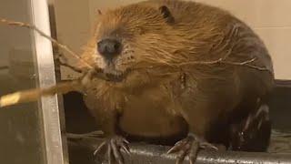 Rescue beaver starts building dam inside house