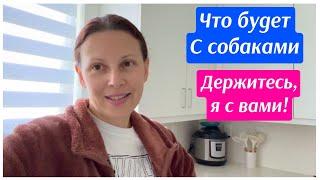 США Решение по собакам принято! Удаление комментариев? Мы всё сами выбираем Big family in USA VLOG