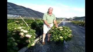 Forever & Ever Hydrangeas at Overdevest Nursery.