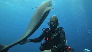 Rangiroa Diving Adventures - French Polynesia