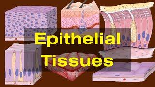 Epithelial tissues class 9 ||Epithelial tissues- Types and Functions|| Biology