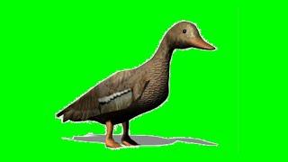 Duck green screen video effect Green vfx