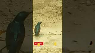 2024 little cute bird shorts Faheem Discovery.world discovery. #viral