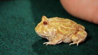 3 Care Tips for Pac-Man Frogs | Pet Reptiles