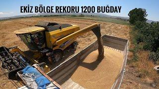 EKİZ (BUĞDAY) BÖLGE REKORU 1200 KG BU REKORU NEYE BORÇLUYUZ