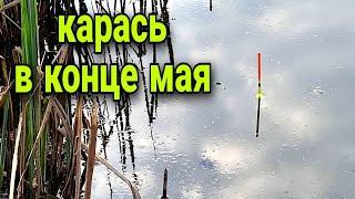 Ловля карася в конце мая. Душевная рыбалка на поплавок