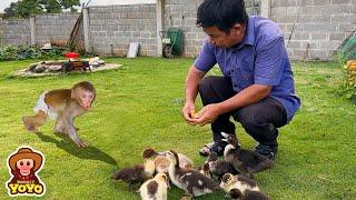 Monkey baby YiYi hides from YoYo JR to find grandpa