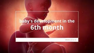 Baby's Development in Month 6 of #Pregnancy | Fetal Growth & Development | 6 Months #Pregnant