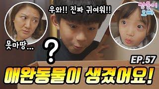 삼남매에게 애완동물이 생겼어요  [쌍둥이오빠 | 패밀리 시트콤] - EP.57