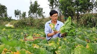 Rural life: Harvesting the best napa cabbages to cook traditional dishes | Dianxi Xiaoge inspired me