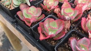 Amazing Succulents at Gast Farms, Michigan and New Additions