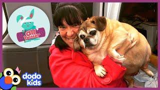 All Better Bertha — This Dog Is Too Big, She Needs Our Help Getting Healthy | All Better | Dodo Kids