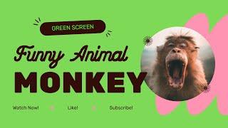 Monkey Run Cycle Green Screen| Beautiful Effect |No Copyright!