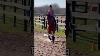 A blessing in disguise #horse #equestrian #horseriding #oldenburg #charlieblue #newhorse #hunters