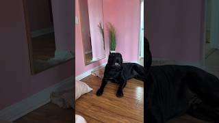 Jet Black #PresaCanario Talking Back  "Toro" from SoCalPresa