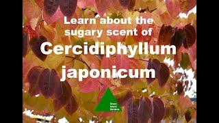 Cercidiphyllum japonicum  - The Katsura Tree