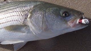 Beach Fishing for Stripers - Bucktailing Swells