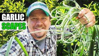 Garlic Scapes, Why Do We Cut Them? - Garden Quickie Episode 200