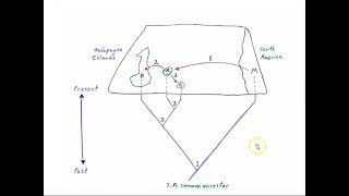 Darwin's tree diagrams: Galapagos example