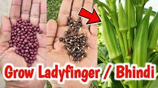 Grow Ladyfinger from seeds in 3 days | How to grow Okara from seeds