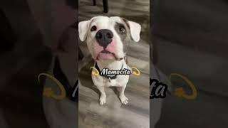 Pretty Pitbull get's whatever she wants ️ #shorts #cutedogs #pitbull