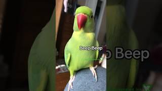 Hi I’m Ricco “BEEP BEEP” #talkingbirds #pets #parrot