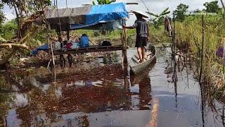 KEHIDUPAN SUKU DAYAK, DI PEDALAMAN KALIMANTAN TENGAH, TANAM PADI TAHUNAN