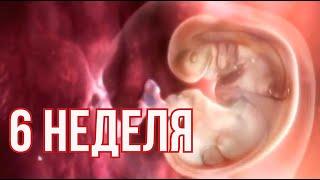 6 Недель Беременности, Что Происходит ? . Развитие Эмбриона на Шестой Неделе.