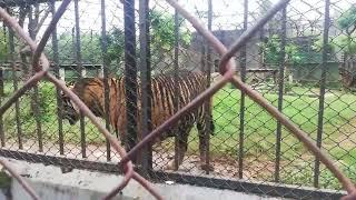 Tiger walk @ Vandaloor Zoo, Chennai