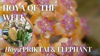 the story behind Hoya Priktai and Hoya Elephant | Hoya of the Week