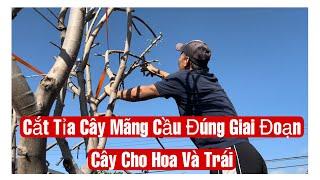 Cắt Tỉa Cây Mãng Cầu Đúng Giai Đoạn Cây Cho Hoa Và Trái || MÂY XANH || Video 136