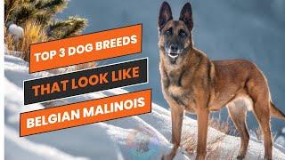 Top 3 dog breeds that look like the Belgian Malinois