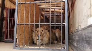 Lions Evacuated From Kharkiv Zoo