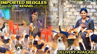 Dog kennel in Chennai | Beagle Dogs