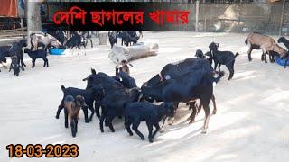 দেশিছাগলেরখামার | goatfarm | GoatFarming | RjGoatFarm | Nadia