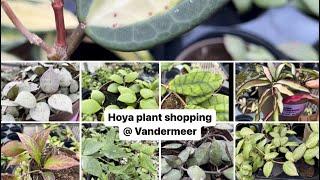 Plant shopping @ Vandermeer Nursery & Garden Centre ( Hoya, Hoya, Hoya)