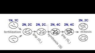 DNA amount and Chromosome No.