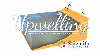 ️ #Upwelling - Why are there so many fish here ? 