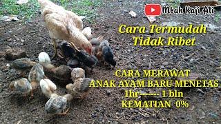 Cara merawat anak ayam baru menetas 1hr----1bln kematian 0%