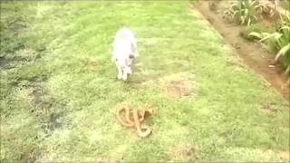 Jack Russell Terrier Kills Cape Cobra Snake