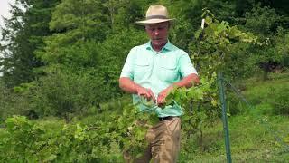 How to Support Grape Vines