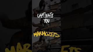 That cool riff in "Captivate You" by Marmozets (with tabs) #electricguitar #mathrock #bass