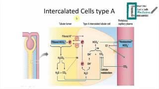 Acid-base balance: The physiology