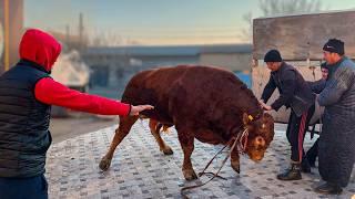 $10,000 and 1104 kg of BEEF for One Food. You've NEVER Seen Anything Like this.