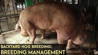 Backyard Hog Breeding: Breeding Management | Agribusiness B-MEG Episode 8